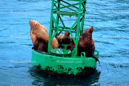 Seals basking on a Navigation Buoy in Alaska