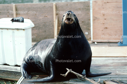 Male Harbor Seal