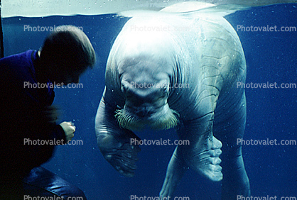 Walrus, (Odobenus rosmarus), Eutheria, Caniformia, Odobenidae, flippered marine mammal