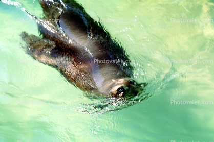 Sea Lion in the Water