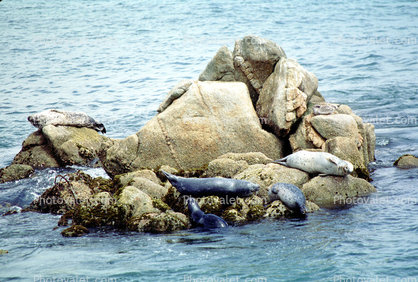 Seals basking on a Rock, Monterey