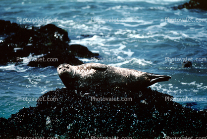 Seals basking on a Rock