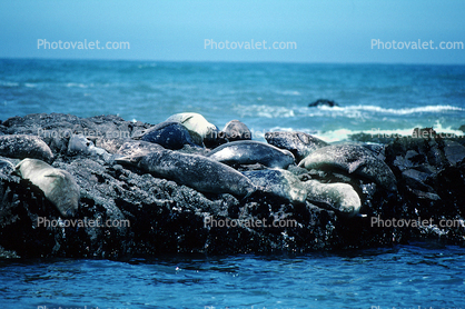 Seals basking on a Rock