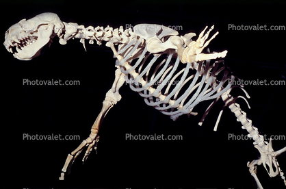 Steller's Sea Lion Skeleton, bones