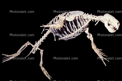 Steller's Sea Lion Skeleton