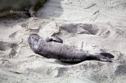 Elephant Seals Pup in the Sand, San Simeon, California, Beach, Sand