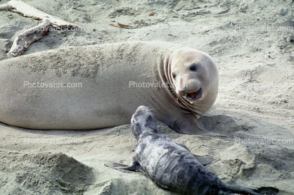 Snarling Mother Elephant Seal, San Simeon, California, Beach, Sand