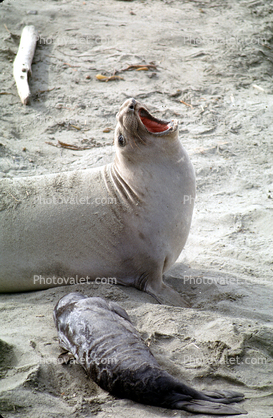 Baying Elephant Seal, San Simeon, California, Beach, Sand