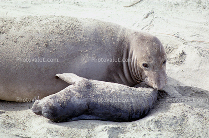 Mother and Pup, Elephant Seals, San Simeon, California, Beach, Sand
