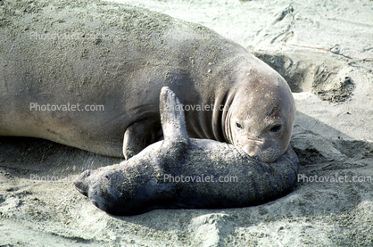 Cute Mother and Pup Elephant Seals, San Simeon, California, Beach, Sand