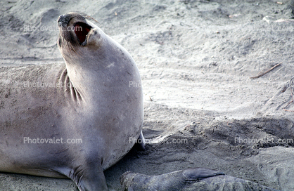 Barking Elephant Seal, San Simeon, California, Beach, Sand