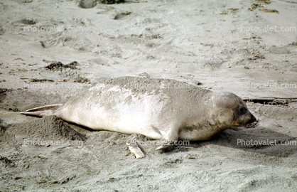 Elephant Seal Pup, San Simeon, California, Beach, Sand