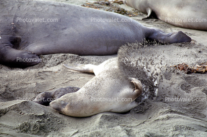Covering Sand Elephant Seals, San Simeon, California, Beach, Sand