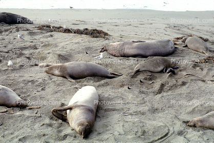 Elephant Seals, San Simeon, California, Beach, Sand