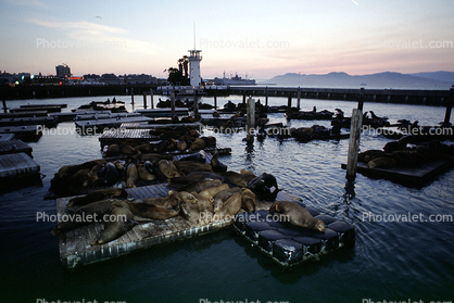 Pier-39, sea lion