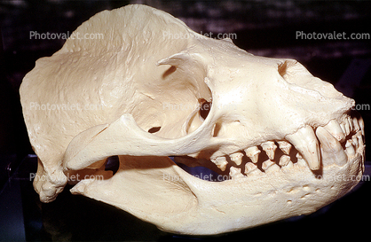 Sealion Skull, Bone