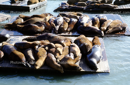 Harbor Seals on Floating Docks