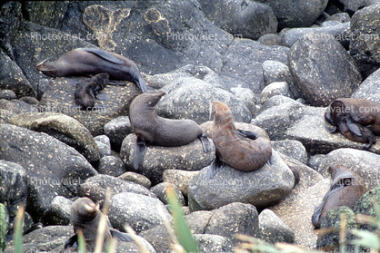Seal, Punakaki, New Zealand
