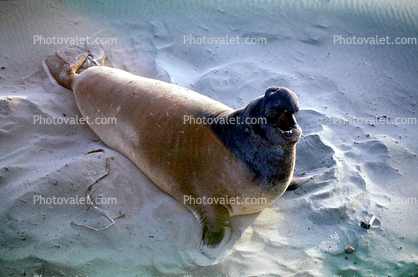 Elephant Seal, (Mirounga angustirostri), Piedras Blancas elephant seal rookery, Male, Bull