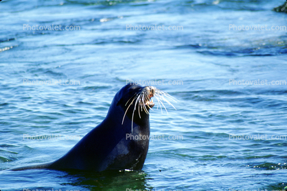Seal, Galapagos Islands