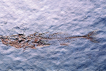Stckleback, Gasterosteus dorrysus, Five million years ago