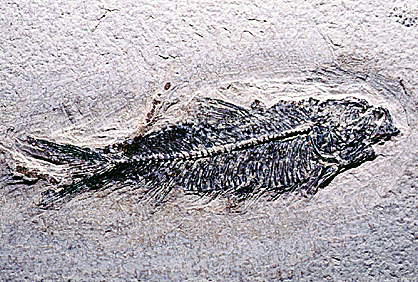 Diplomystus Fish, Fifty million years ago