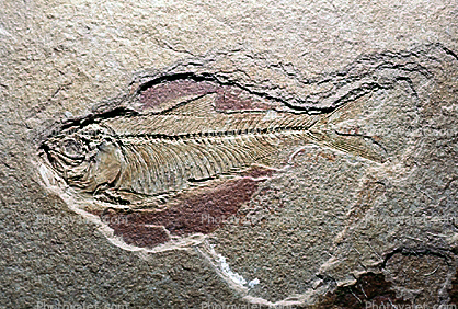 Herring, Knightia, 50 million years ago, Eocene Era