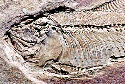 Herring, Knightia, Fifty million years ago, Eocene