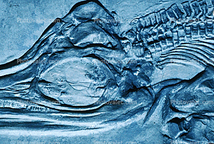 Ichthyosaurs, extinct marine reptile