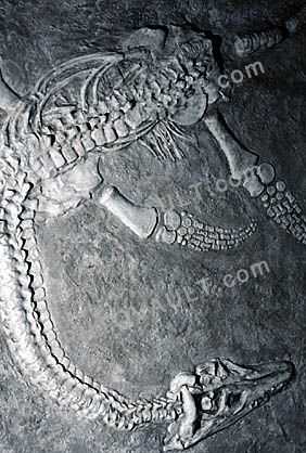 Plesiosaur, Pesiosaurus macrocephalus, 200 million years ago