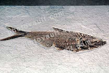 Fish Skeleton, fins, head, backbone, skull, bones