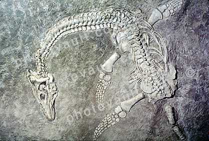 Plesiosaur, Plesiosaurus macrocephalus, 200 million years ago