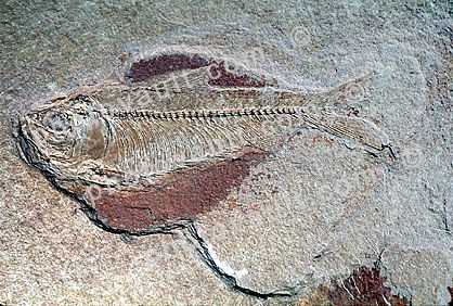 Herring, Knightia, 50 million years ago, Eocene