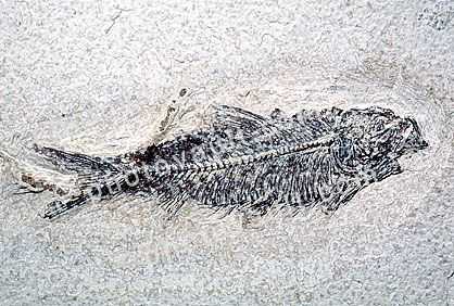 Deplmystus, Fish, 50 million years ago, Wyoming