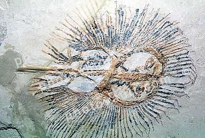 Ray, Cyclobatis longicaudatus, 90 million years ago, Lebanon