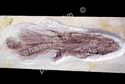 Coelacanth, Holophagus, 152 million years ago, Germny