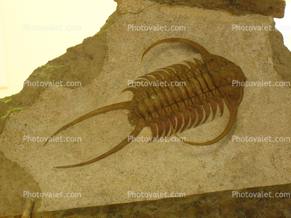 (Cheirurus excull), Trilobites