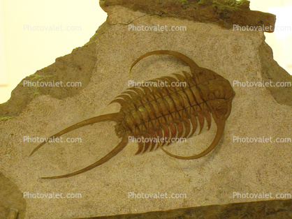 (Cheirurus excull), Trilobites