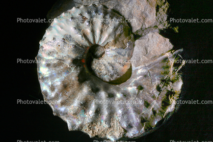 Ammonite, (Jeletzkytes nebrascensis)