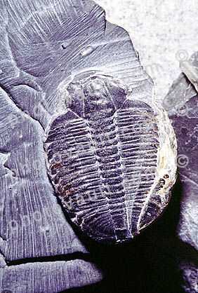 Trilobite, arthropods