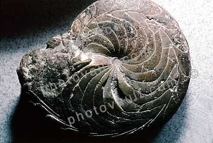 Ammonite, Ammonoid, Muenster Oceras pallidum, 340 million years ago, California