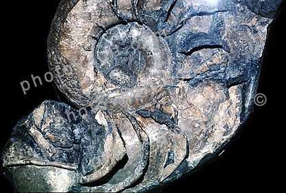 Amonite, Lytoceras, 110 million years ago, Shasta County California