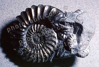 Ammonite, Ammonoid, extinct mollusks with chambered external shells that are distantly related to living Nautilus