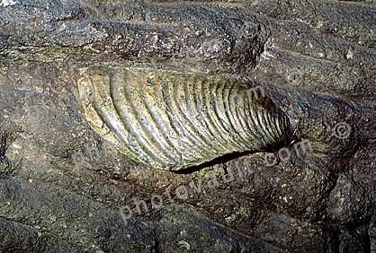 Dickinsonia costata, Clam from 6000 Million years ago, Ediacara Australia