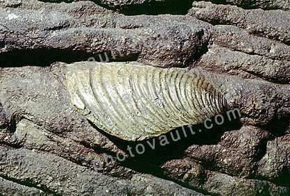 Clam, Dickinsonia costata, 6000 Million years ago, Ediacara Australia