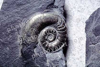 Ammonite, Ammonoid, extinct mollusks with chambered external shells that are distantly related to living Nautilus