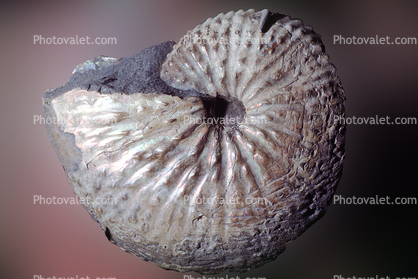 Ammonite, (Discoscaphites conradi) 70 Million Years Ago, Nautilus