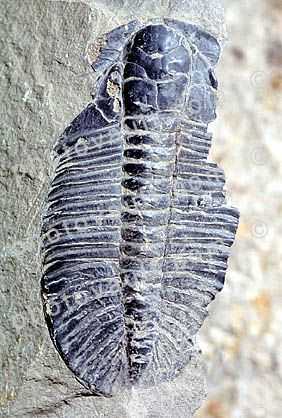 trilobite, arthropods