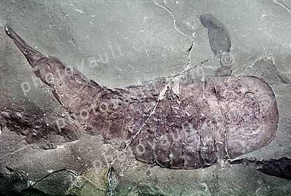 Sea Scorpian, Eurypierus, 415 million years ago, New York