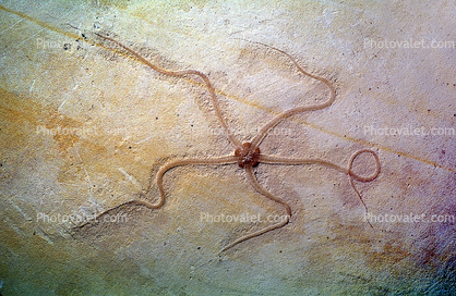 fossilized starfish